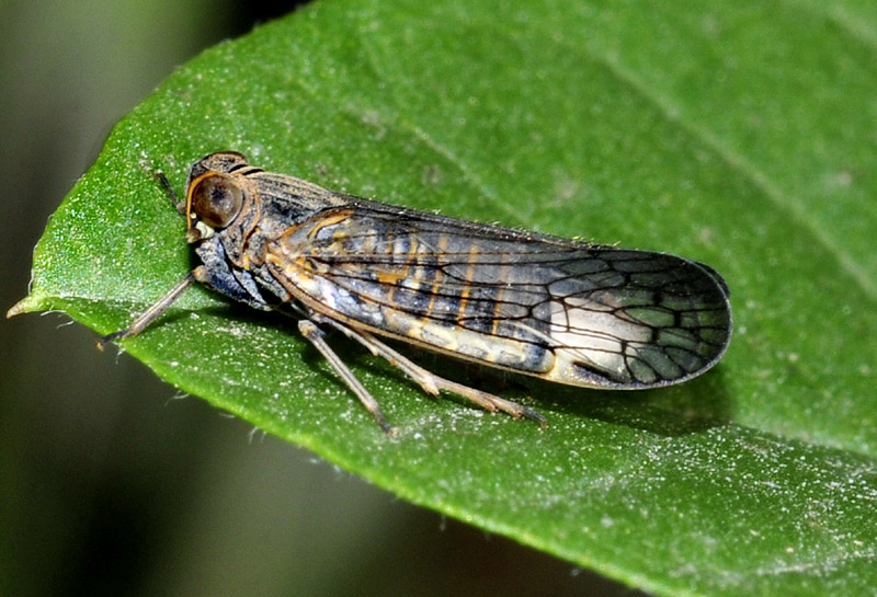 Reptalus sp.